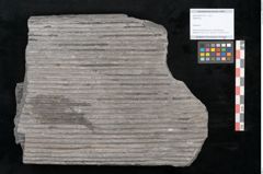 Foto (Objekt + Etikett) von Sigillaria sp.  (NHMW-GEO-2024-0188-11176)